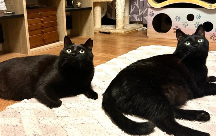 2匹で並ぶ猫