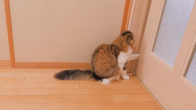 ドアに前足をかける猫