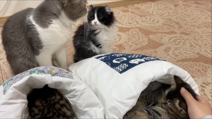 布団に入る子猫と座って見ている猫