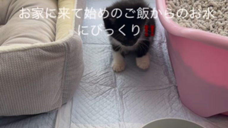 水に驚き後ずさっている子猫