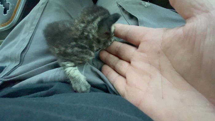 指を噛む子猫
