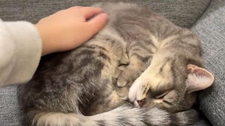 ソファーで眠っている猫