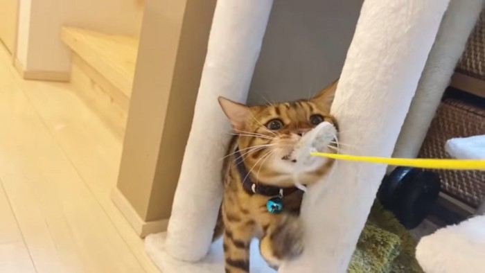 キャットタワーの下で猫じゃらしをくわえる猫