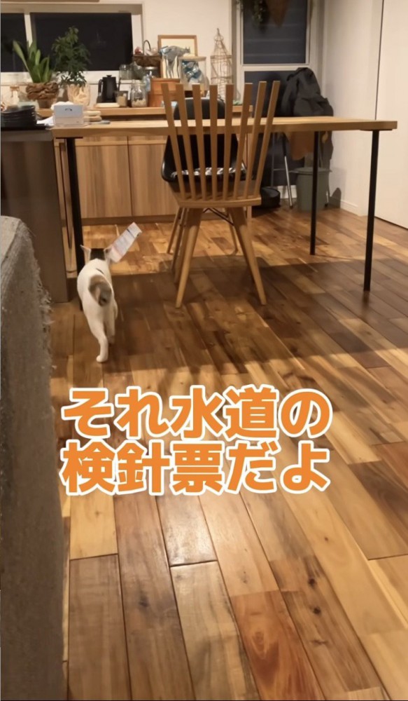 検針票を咥えて歩く猫