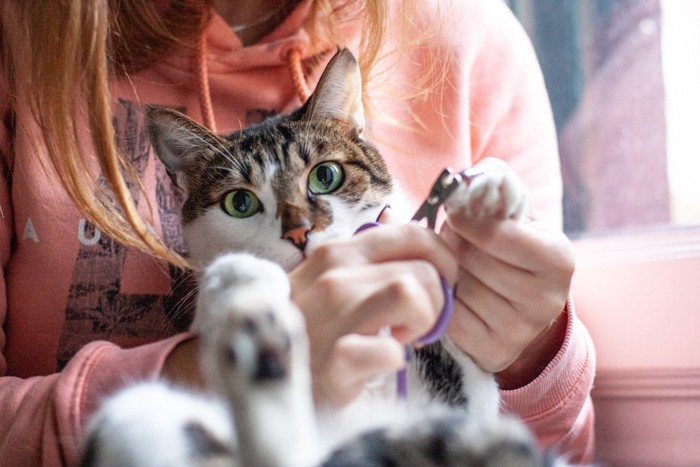 爪切りをされる猫