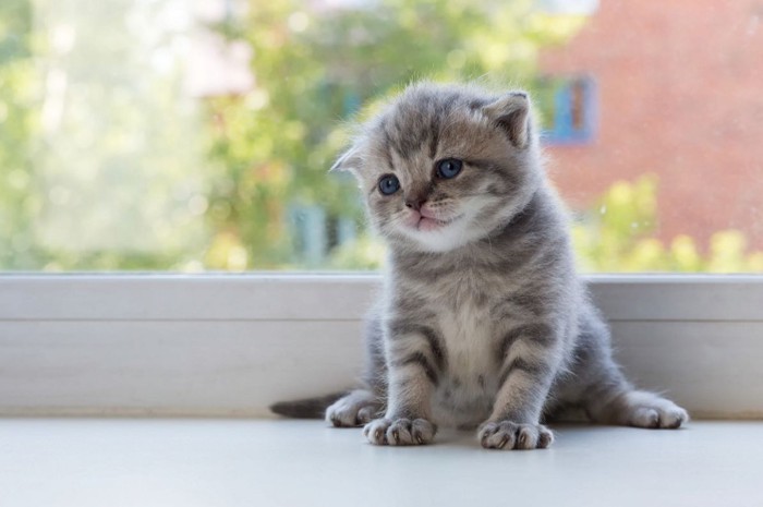 スコティッシュフォールドの子猫