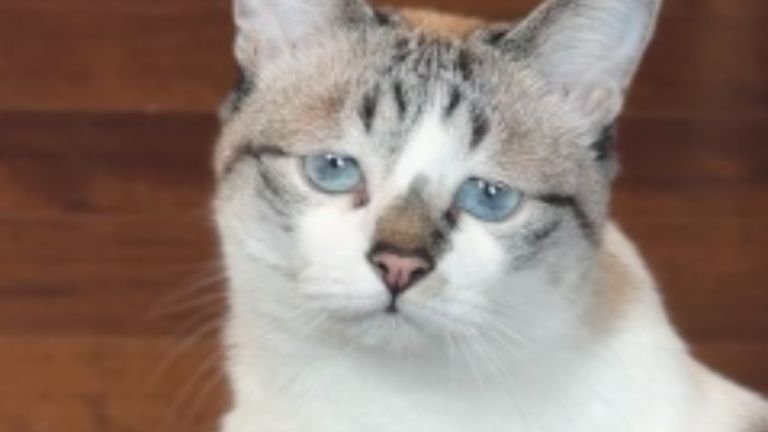 室内にいる猫