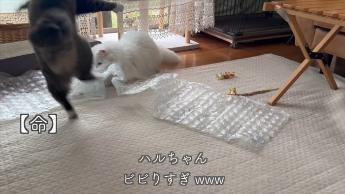 命