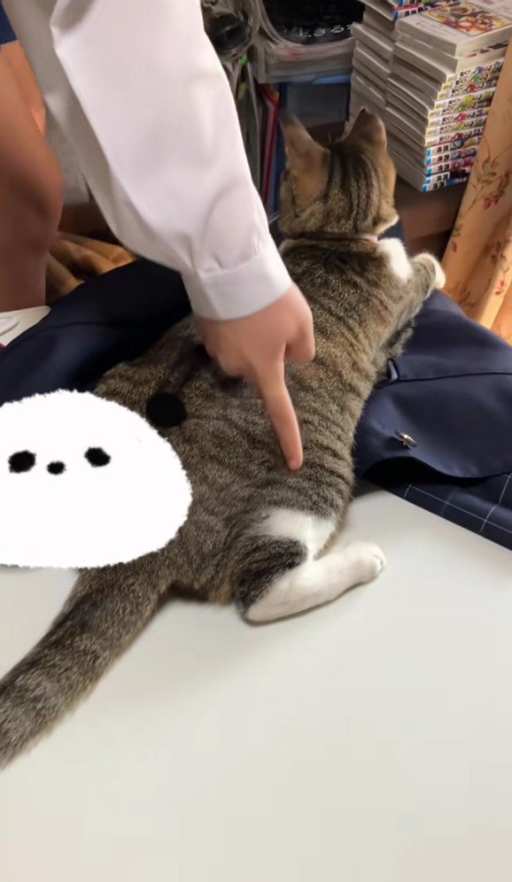 制服を押さえ込む猫