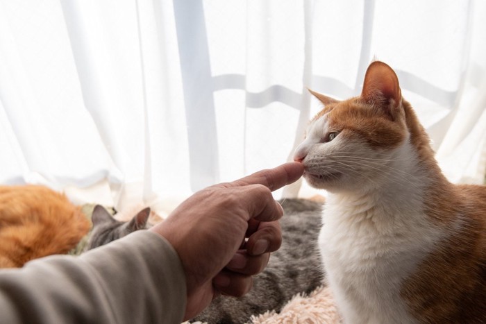 指を嗅ぐ猫