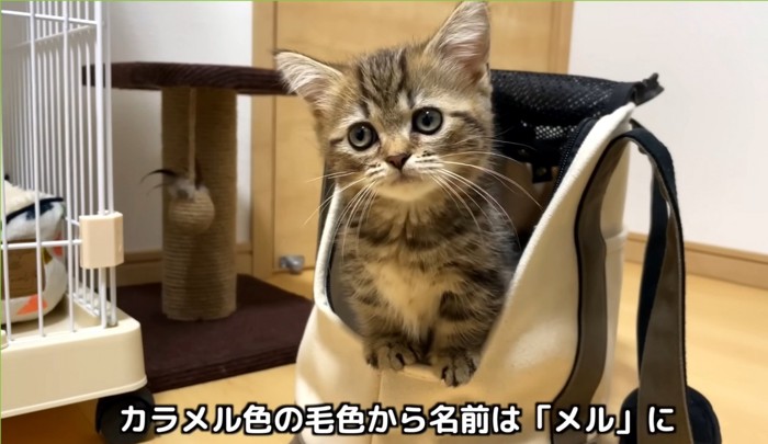 リュックから身を乗り出す子猫