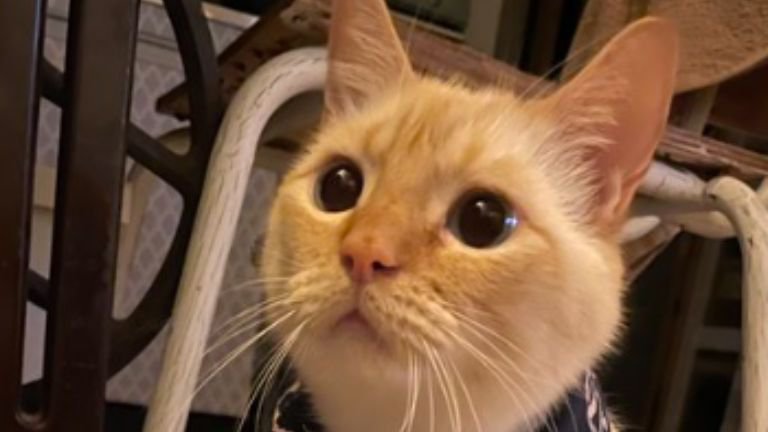 室内にいる猫