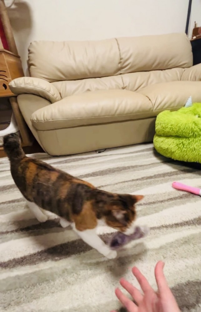 娘さんが投げた手袋を咥えてくる三毛猫