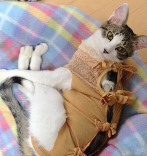 オレンジ服でくつろぐ猫さん