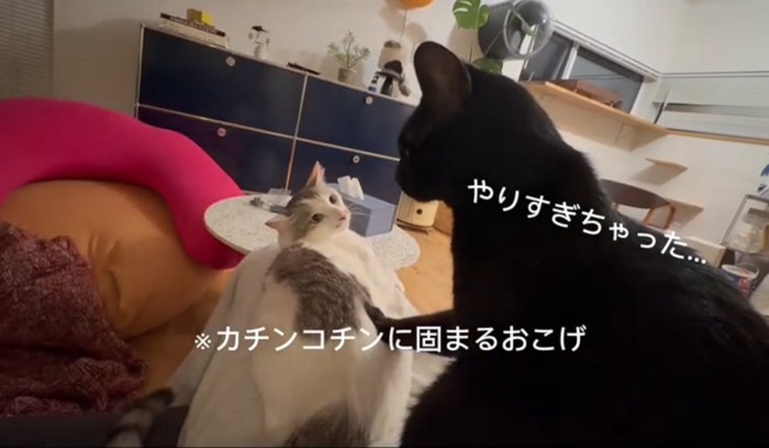 ビビる猫