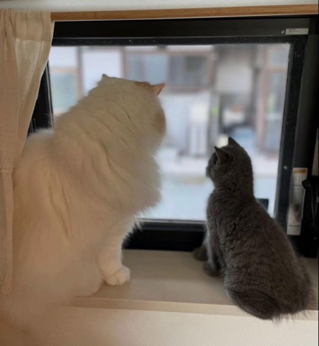 猫と子猫