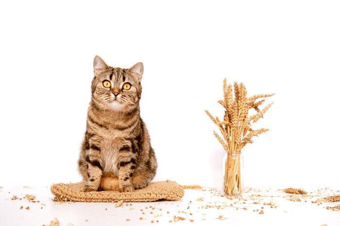 小麦の隣に座っている猫