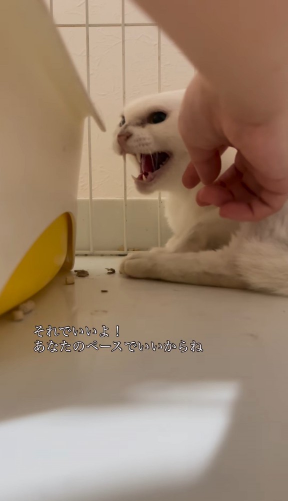 触れられながら威嚇する猫