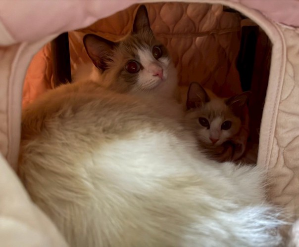 コタツの中の2匹：