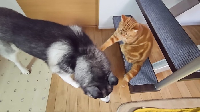 はっちゃんに触る茶太郎くん