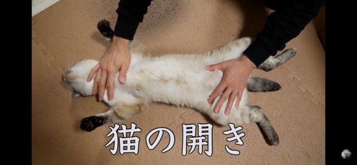 猫の開き