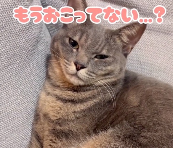 振り向いた猫