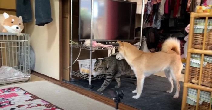 猫と犬