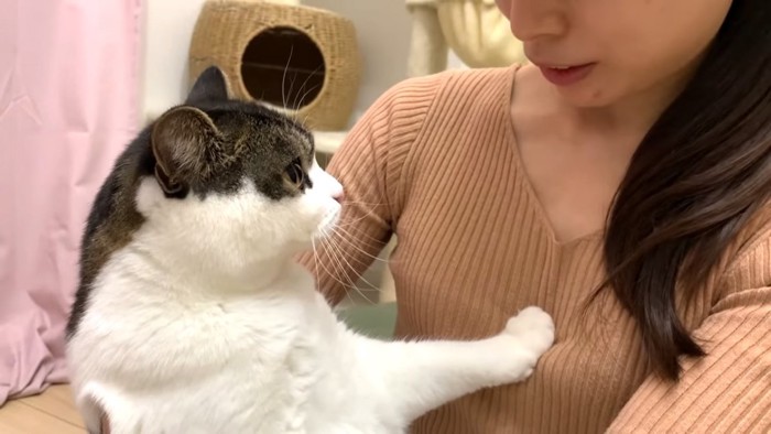 人を見つめる猫