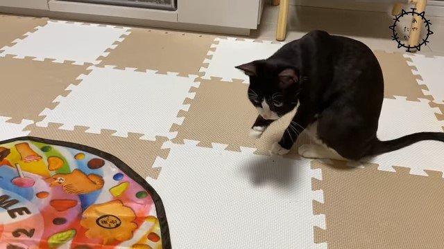 毛繕いをする猫