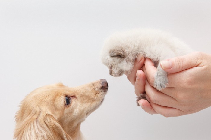 子猫と犬