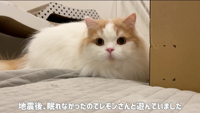 飼い主を見つめる猫