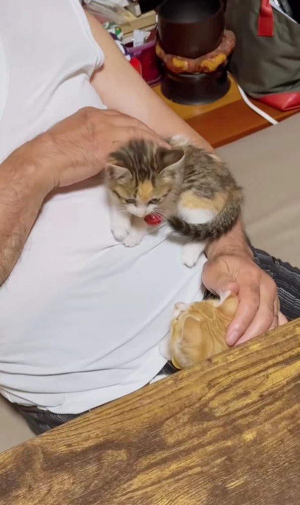 おなかの上の子猫たち