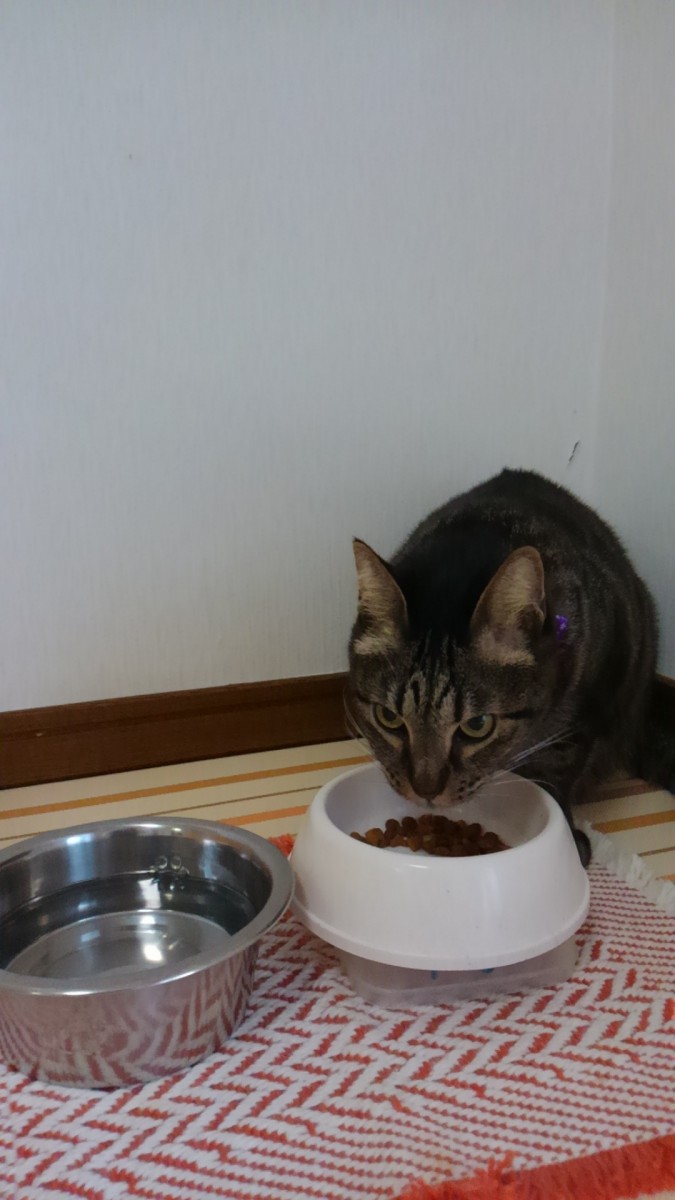 餌を食べる愛猫