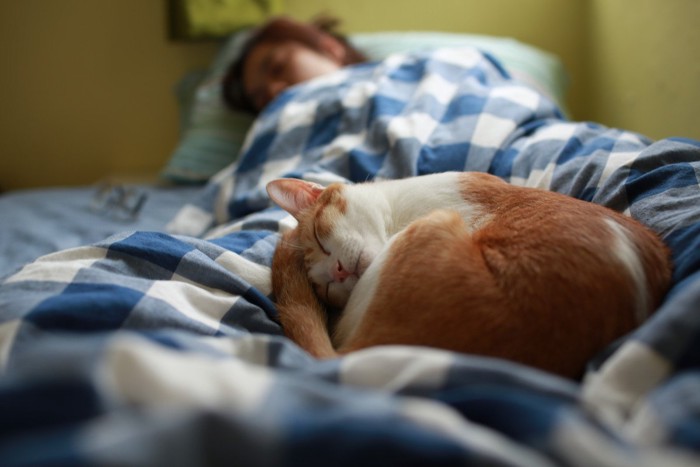 足元で寝る猫