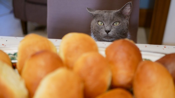 テーブルに置かれたたくさんのパンを見つめる猫