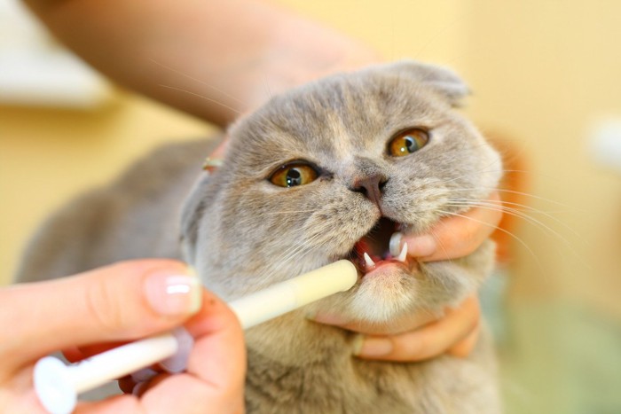 シリンジで水を飲まされる猫