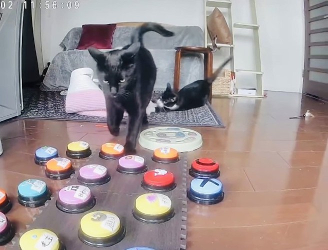 怒りながら会話ボタンとところにくる黒猫