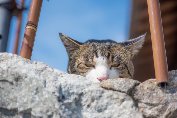 不満そうな猫