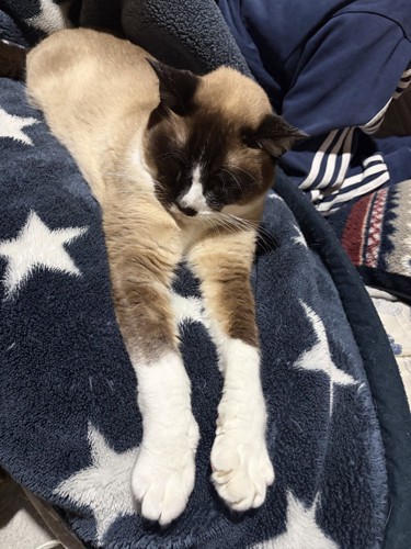シャム柄の猫