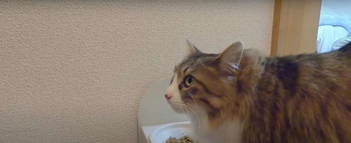 ご飯を食べる猫