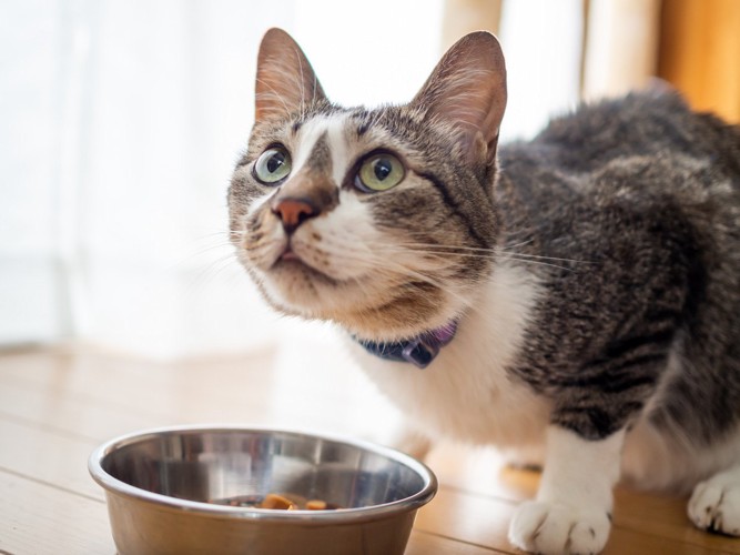 食事中に警戒する猫