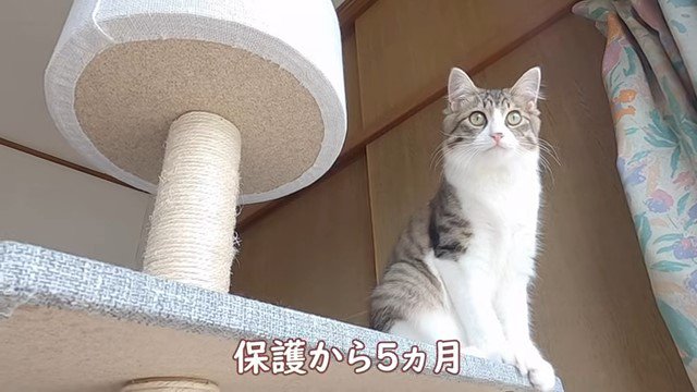 キャットタワーから見下ろす猫