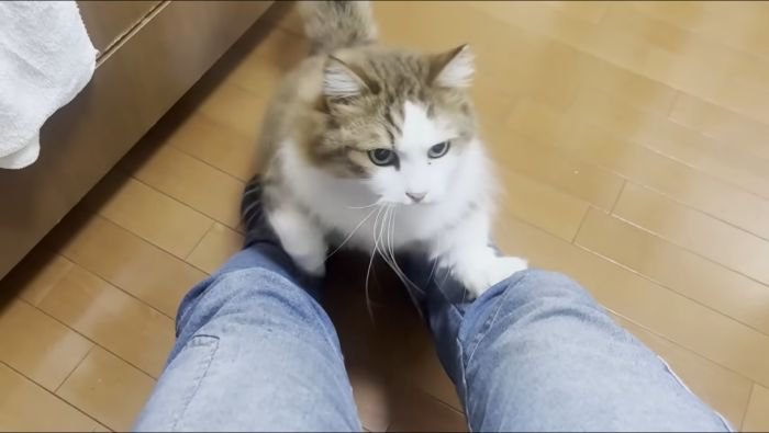 一生懸命のぼる猫