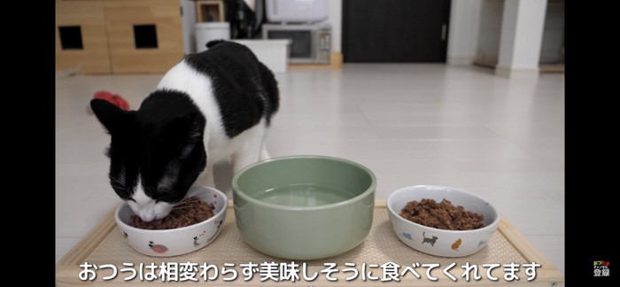 フードを食べる猫