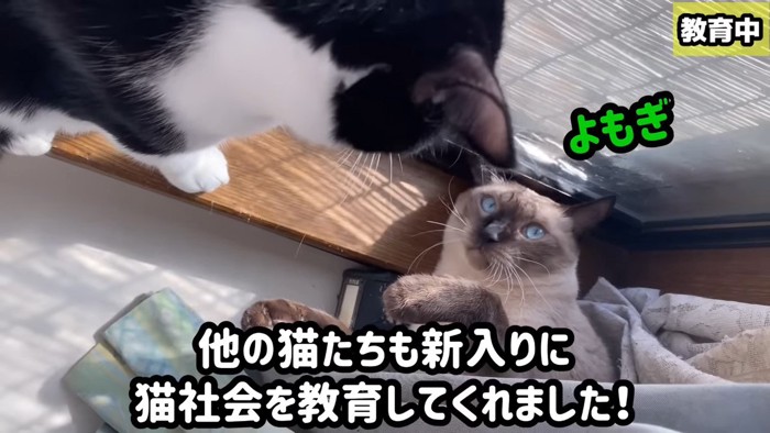 睨み合う2匹の猫