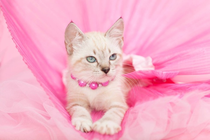 プリンセスの扮装をした猫