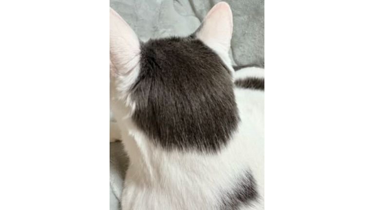 猫の後頭部