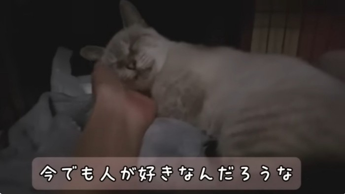 撫でられて心地よさそうなシャムトラ猫