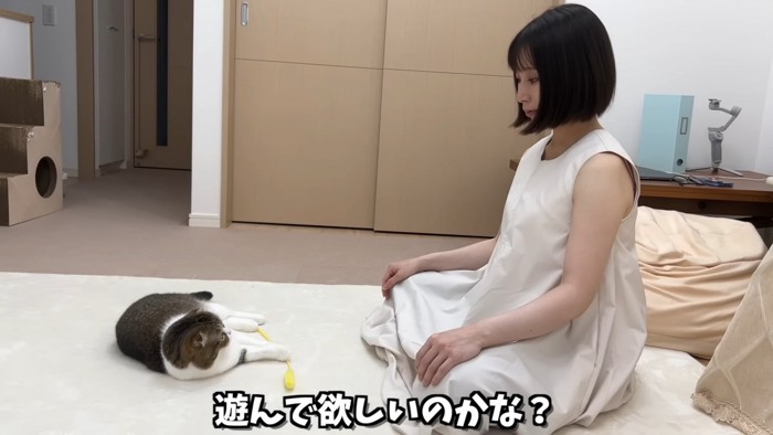 寝そべって猫じゃらしを触る猫