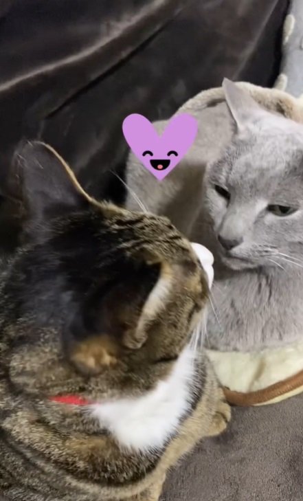 向き合う2匹の猫